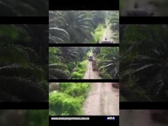 ТРАКТОР ПАЛЬМОВОГО МАСЛА WEA18