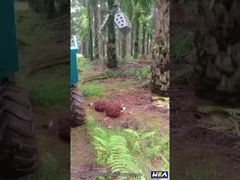 Трактор фермы трактора пальмового масла 22HP Индонезии мини со сражается